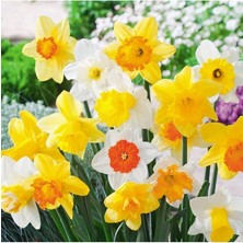 Lidyahan Store Karışık Renk Nergis Soğanı 5 Adet