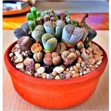Lidyahan Store Dünyam Lithops Taş Çiçek Tohumu- 15 Adet