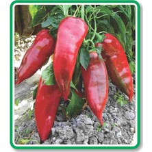 Lidyahan Store Tarım Ata Tohumu Yöresel Pala Yağlık Köz Biber 500 Adet Tohum