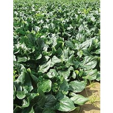 Lidyahan Store Tarım Ata Tohumu Yerli Ispanak Tohumu 500 Adet Tohum