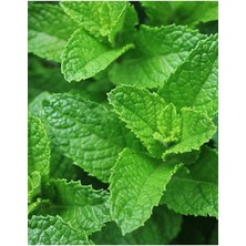 Lidyahan Store Tarım Ata Tohumu Yerli Anadolu Nanesi 0.1 Gram Tohum