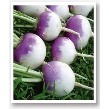 Lidyahan Store Tarım Ata Tohumu Yerli Beyaz Şalgam Turp 500 Adet Tohum