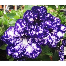 Lidyahan Store Dünyam 10 Adet Mavi-Beyaz Renkli Bodur Petunya Tohumu Ithal