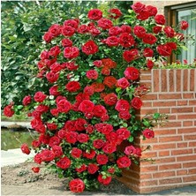 Lidyahan Store Look 10 Adet Kokulu Yediveren Kırmızı Sarmaşık Gül Tohumu TH-533620257452025