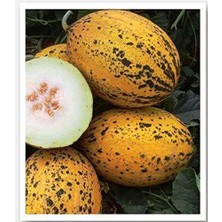 Lidyahan Store Tarım Ata Tohumu Yerli Doğal Kavun KIRKAĞAÇ-589 Tip 100 Adet Tohum