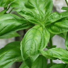 Lidyahan Store Naturel Doğal Yeşil Yaprak Fesleğen Fidesi (5 Adet)