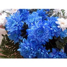 Lidyahan Store Dünyam Mavi Renkli Krizentem (Kasımpatı) Çiçeği Tohumu