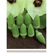 Lidyahan Store Tarım Ata Tohumu Yerli Küçük Bamya 100 Adet Tohum