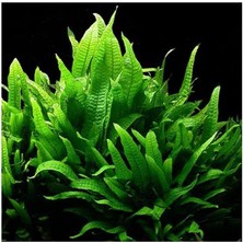 Lidyahan Store Pteropus Sp S Saksı Canlı Bitki