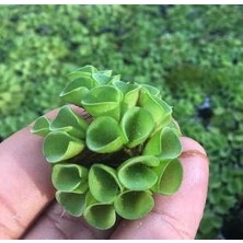 Lidyahan Store Cuculatta 2 Kök Su Üstü Bitkisi Akvaryum ve Havuz Bitkisi