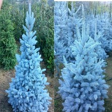 Lidyahan Store Mavi Ladin Tohumu (25 Tohum)