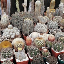 Lidyahan Store Karışık Kaktüs Bitkileri Çiçeği Tohumu (100 Tohum)