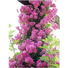 Lidyahan Store Look Pembe Sarmaşık Gül Tohumu 5 Adet Tohum TH-87770398964100091