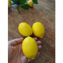 Lolipophobi Yapay Limon 3 Adet, Yapay Meyve Yapay Sebze, Dekor, Dekorasyon