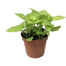 Betonish Fittonia - Yeşil Beyaz (Fitonya Çiçeği)