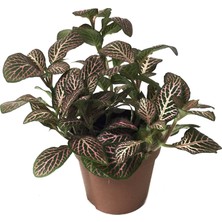 Betonish Fittonia - Pembe Yeşil (Fitonya Çiçeği)
