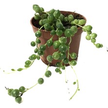 Betonish Senecio Herreianus (Tesbih Çiçeği)