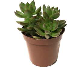Betonish Sedum Adolphi (Sukulent)