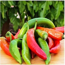 FourForce Tarım Ata Tohumu Yerli Çok Acı Hatay Biberi 100 Ad Tohum