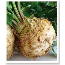 FourForce Tarım Ata Tohumu Yerli Kereviz Tohumu 2000 Adet Tohum