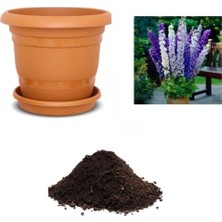 FourForce Look Ithal Hezaren Çiçeği Tohumu Ekim Seti TH-DSHNLLKSET010