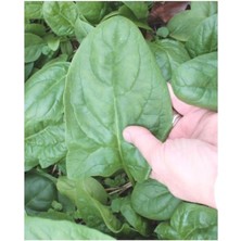 FourForce Ispanak 150+ Tohum