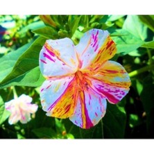 FourForce Dünyam 10 Adet Özel Renkli Akşam Sefası Çiçeği Tohumu