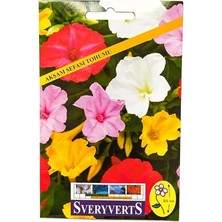 FourForce Akşam Sefası Çiçeği Tohumu