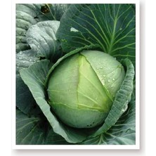 FourForce Tarım Ata Tohumu Yerli Yalova Lahanası 1000 Adet Tohum