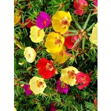 FourForce Şellaki Kedi Tırnağı Karışık Renk Çiçek Tohumu 100 Adet