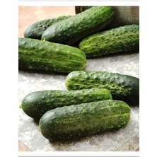 FourForce Tarım Hibrit Kornişon Tohumu Can F1 100 Adet Tohum