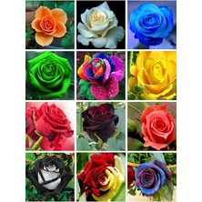 FourForce Dünyam 12 Çeşit 24 Adet Karışık Gül Tohumu Paketi