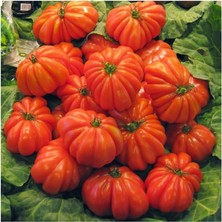 FourForce Ithal Antik Domates Tohumu 10 Adet Tohum