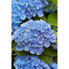 Look Lila Ortanca Çiçeği Tohumu-10 15 Adet TH-2022DSHNGLKTHM116