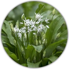 Yabani Sarımsak Tohumları - 30 Tohum - Yabani Sarımsak - Çok Yıllık Bitkiler - Yabani Sarımsak - Allium Ursinum