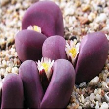 Look Lithops Optica Cv Rubra Sukulent Tohumu TH-9154684654821