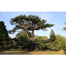 Sediri Tohumu 20 Adet Tohum Ağaç Tohumları Süs Bitkisi Tohumu Tohum Çeşitleri