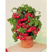 Tinytim Cherry Domates Toprak ve Saksı Seti 25+ Tohum