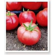 Tarım Ata Tohumu Yerli Pembe Köy Domatesi 100 Adet Tohum