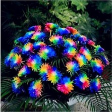 Look Çok Nadir Himalaya Orkide Çiçeği Tohumu 5 Tohum Orkide Tohumu TH-877796320297