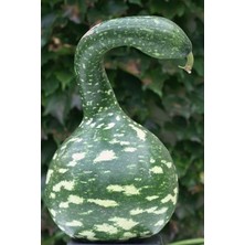 Kuğu Su Kabağı Tohumu / 10 Adet Tohum