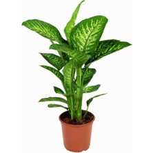 Fidancılık Difenbahya Tropik Salon Bitkisi 60-90 cm