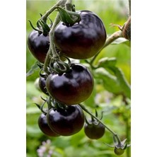 Kumato Domatesi Tohumu / Eko Paket 25 + Adet Tohum