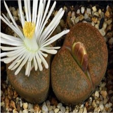 Look Lithops Lesliei V Albiflora Sukulent Tohumu TH-DSHNGLOOKTHM044