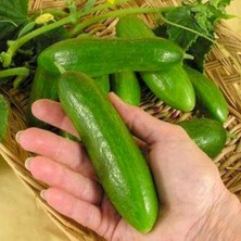 Tarım Yerli Doğal Kokulu Çengelköy Hıyarı Badem Salatalık 50 Adet Tohum