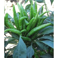 Tarım Ata Tohumu Yerli Süs Biberi 100 Adet Tohum