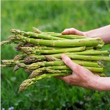 Tarım Ata Tohumu Yerli Kuşkonmaz Tohumu (Asparagus) 40 Adet Tohum