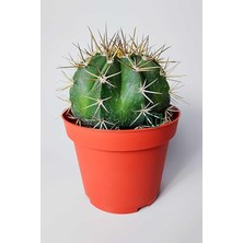 Kaktüs Melocactus Matanzanus 12 cm Kırmızı Saksıda