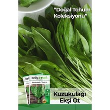 Botanik 1000 Adet Kuzu Kulağı/ekşiotu Tohumu