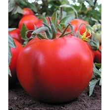 Tarım Ata Tohumu Yerli Sofralık Domates 100 Adet Tohum